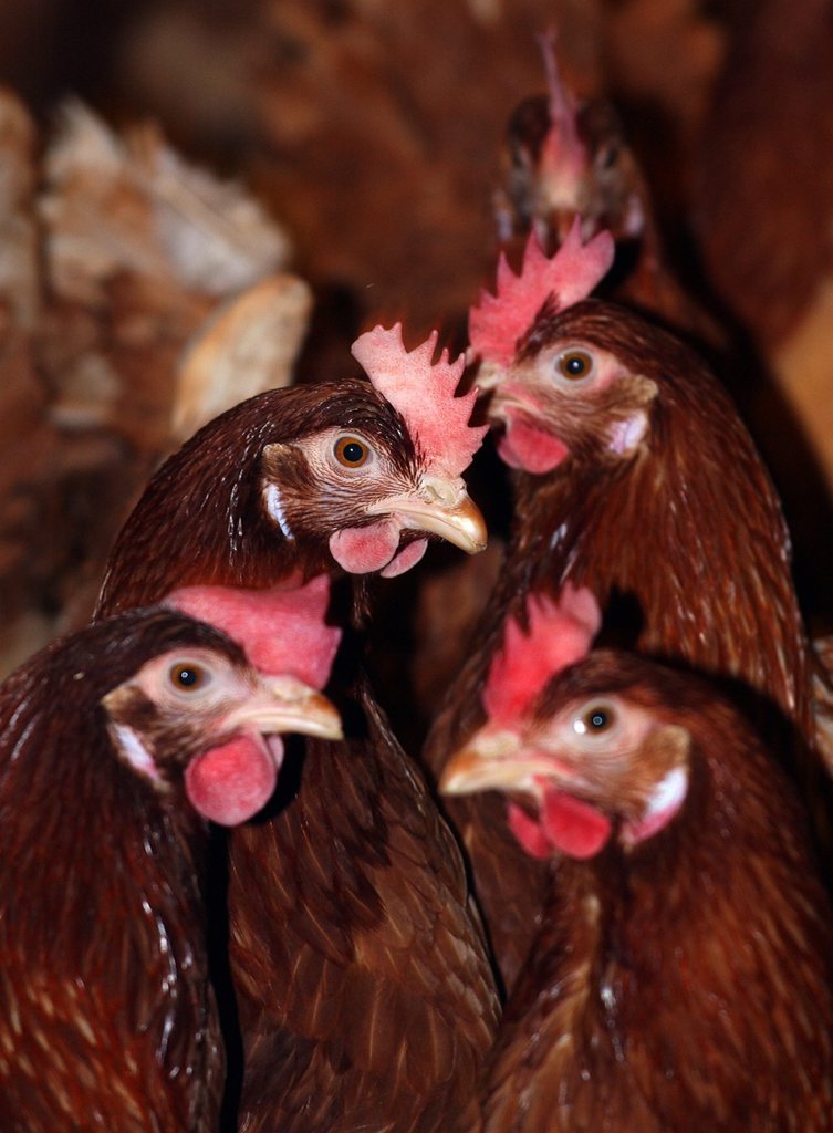 L'influenza aviaire n'est pas transmissible à l'homme par la consommation de viande, oeufs, foie gras et plus généralement de tout produit alimentaire.