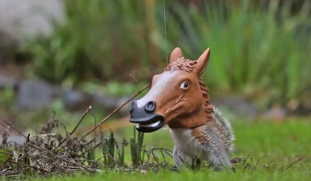 Lorsque l'écureuil plonge dans le jouet pour attraper les friandises, il offre un drôle de spectacle.