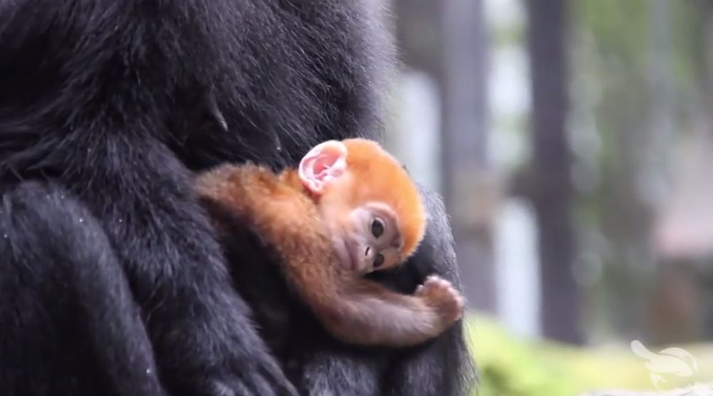 Avec son pelage orange, le petit Nangua va faire fondre les visiteurs du zoo.