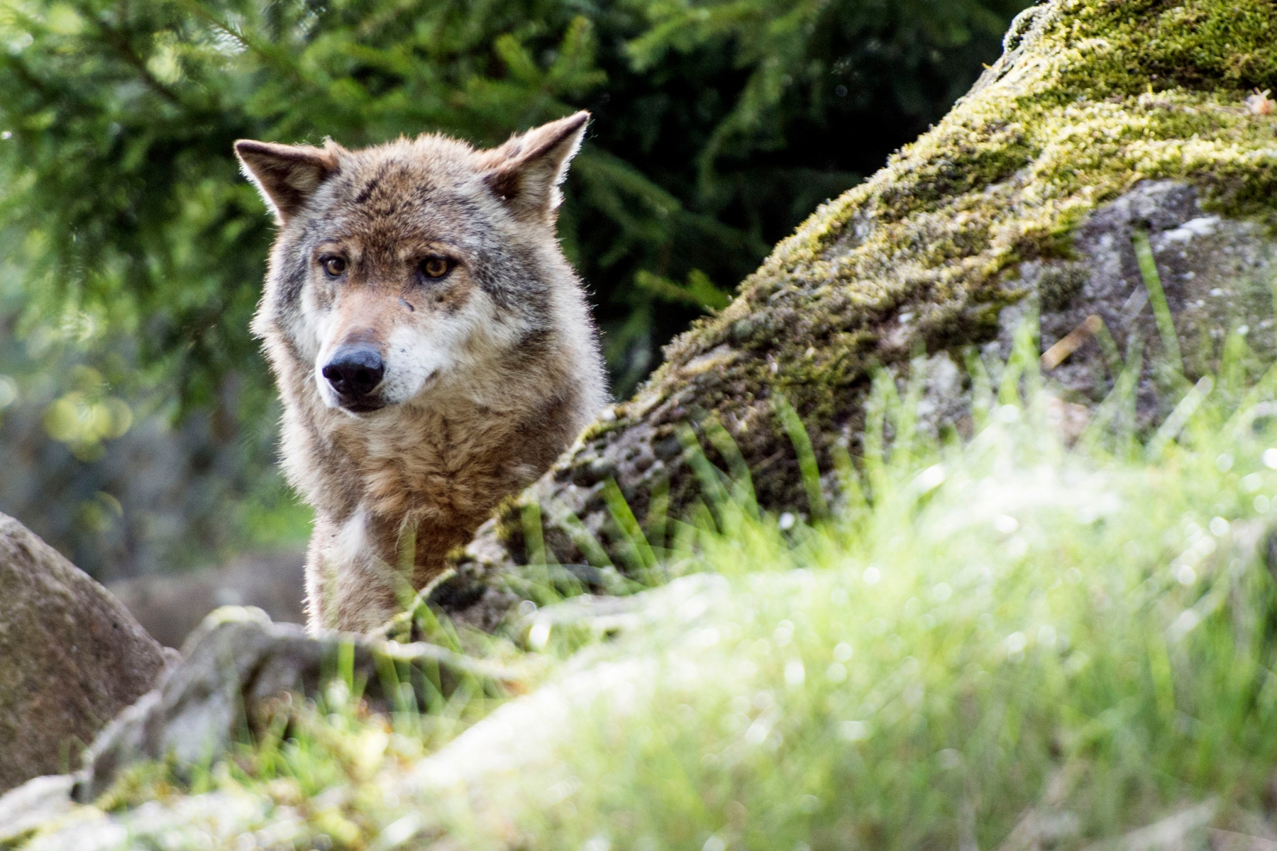 L'initiative valaisanne demande que le loup puisse être chassé toute l'année et que la Convention de Berne soit renégociée avec une réserve excluant la protection de cet animal en Suisse.