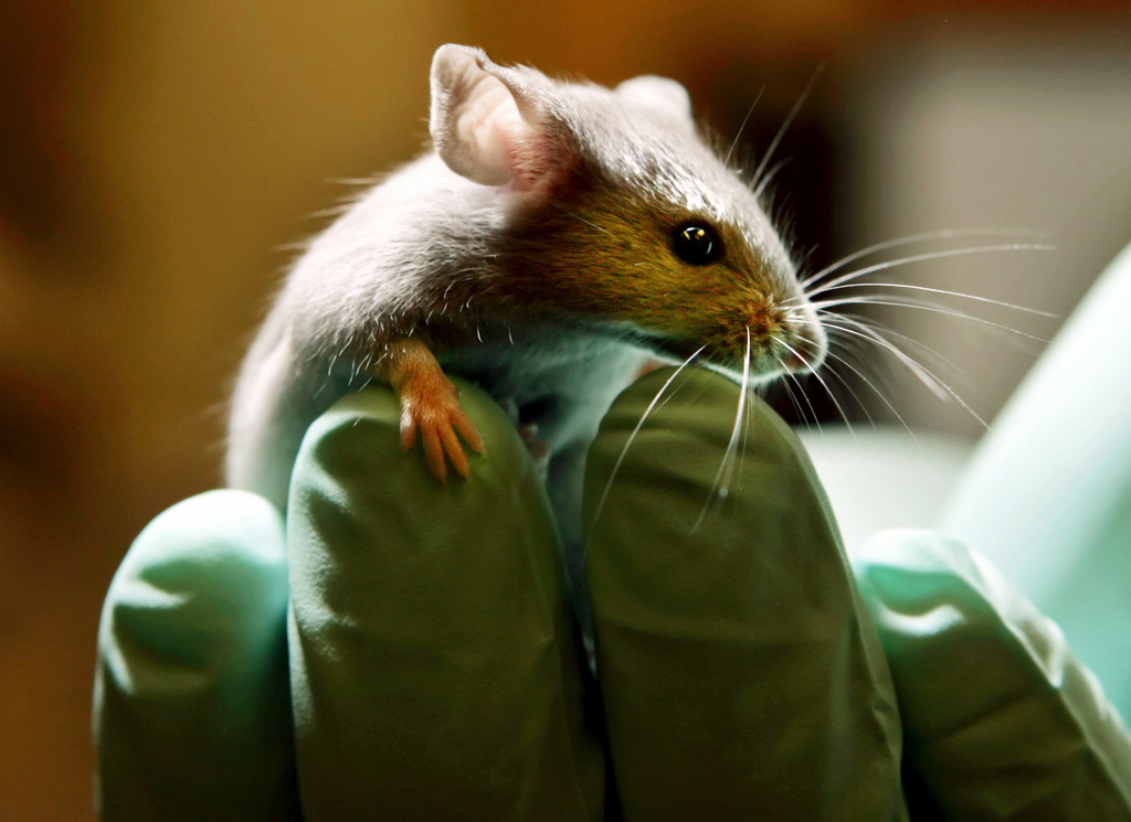 Les expérimentations animales sont vivement critiquées. Des alternatives sont recherchées. (illustration)