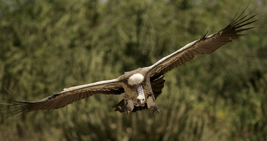 Le vautour a pu regagner Israël dans un état de santé satisfaisant. (image prétexte)