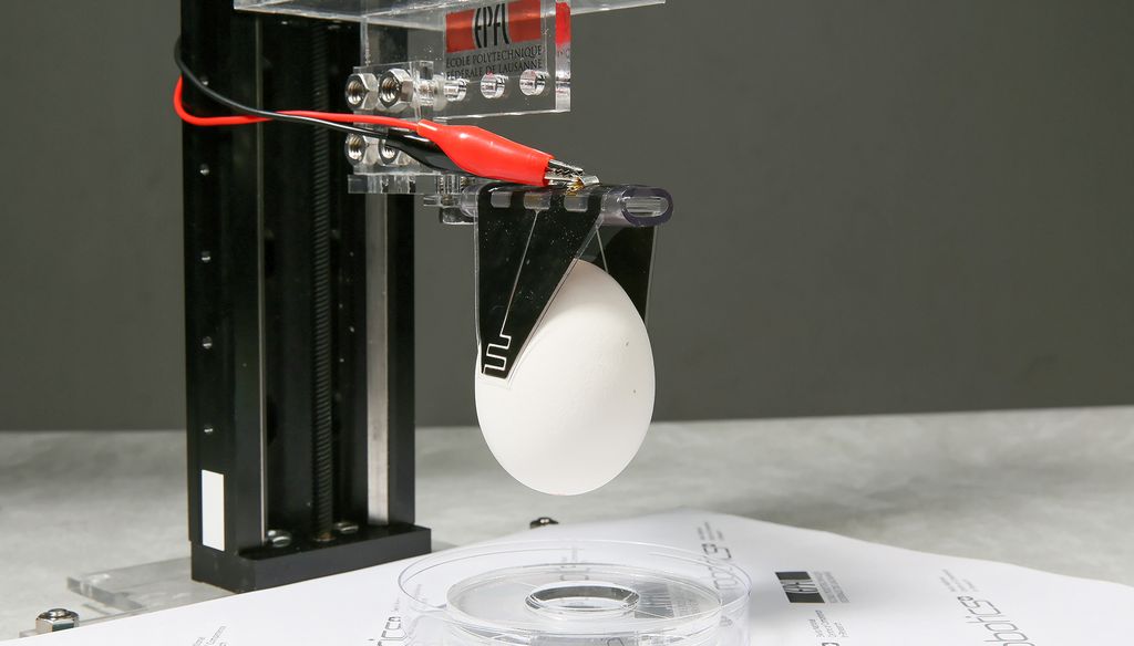 Un œuf manipulé et transporté par un robot révolutionnaire équipé d'électrodes.