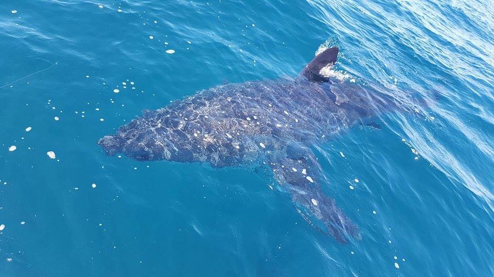 Le requin a été photographié à une centaine de mètres d'une plage d’Adélaïde.