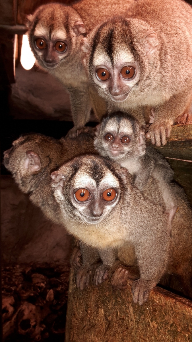 Un petit singe de nuit est né récemment au Papillorama de Kerzers.
