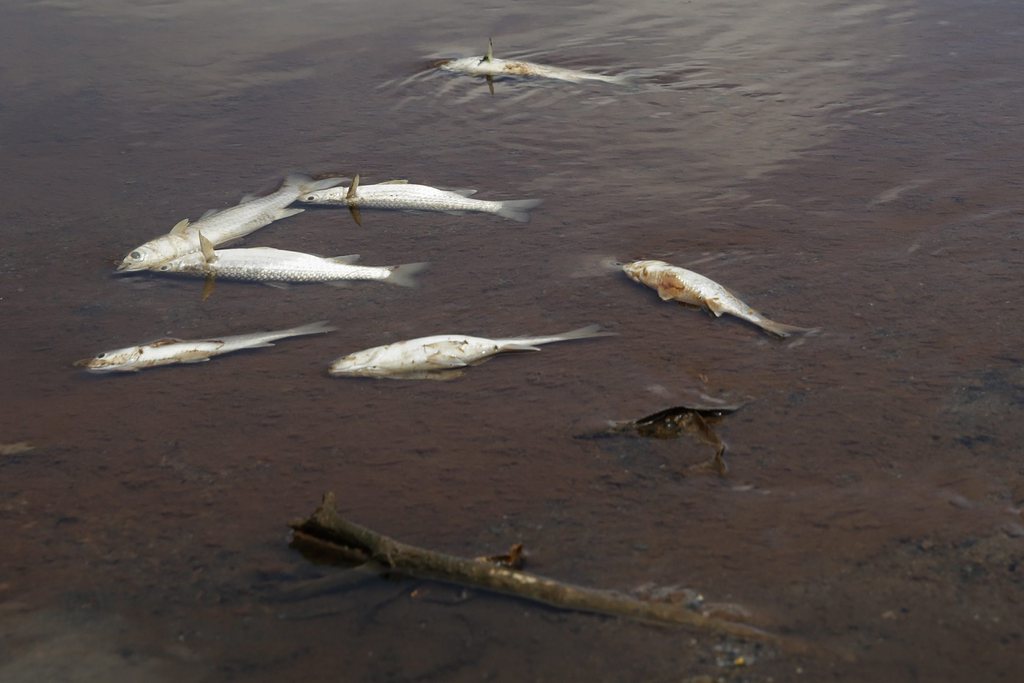 La police a été alertée vers 10h45 que des poissons morts flottaient dans le ruisseau. (Illustration)
