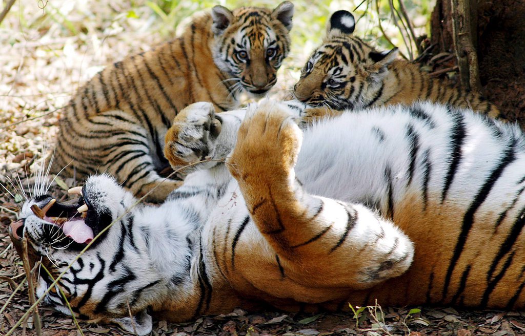 L'Inde abrite plus de la moitié des tigres dans le monde, avec 2226 tigres dans ses réserves réparties sur 18 Etats.