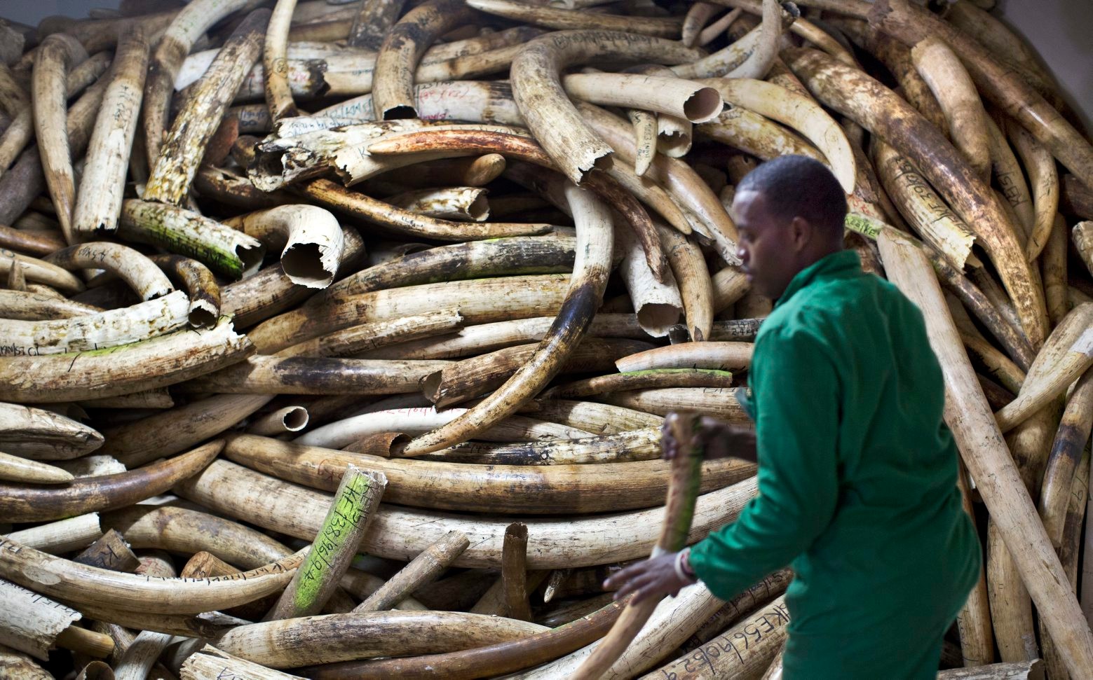A worker removes elephant tusks from a pile in the secure strongroom, to be logged and carried outside into shipping containers for storage, at the headquarters of the Kenya Wildlife Service (KWS) in Nairobi, Kenya Monday, April 4, 2016. Around 105 tonnes of ivory are due to be burned later this month, the largest single destruction of ivory in history according to the KWS, to coincide with the Giants Club summit for the protection of elephants which will be held in Kenya April 28-30. (AP Photo/Ben Curtis) APTOPIX Kenya Ivory