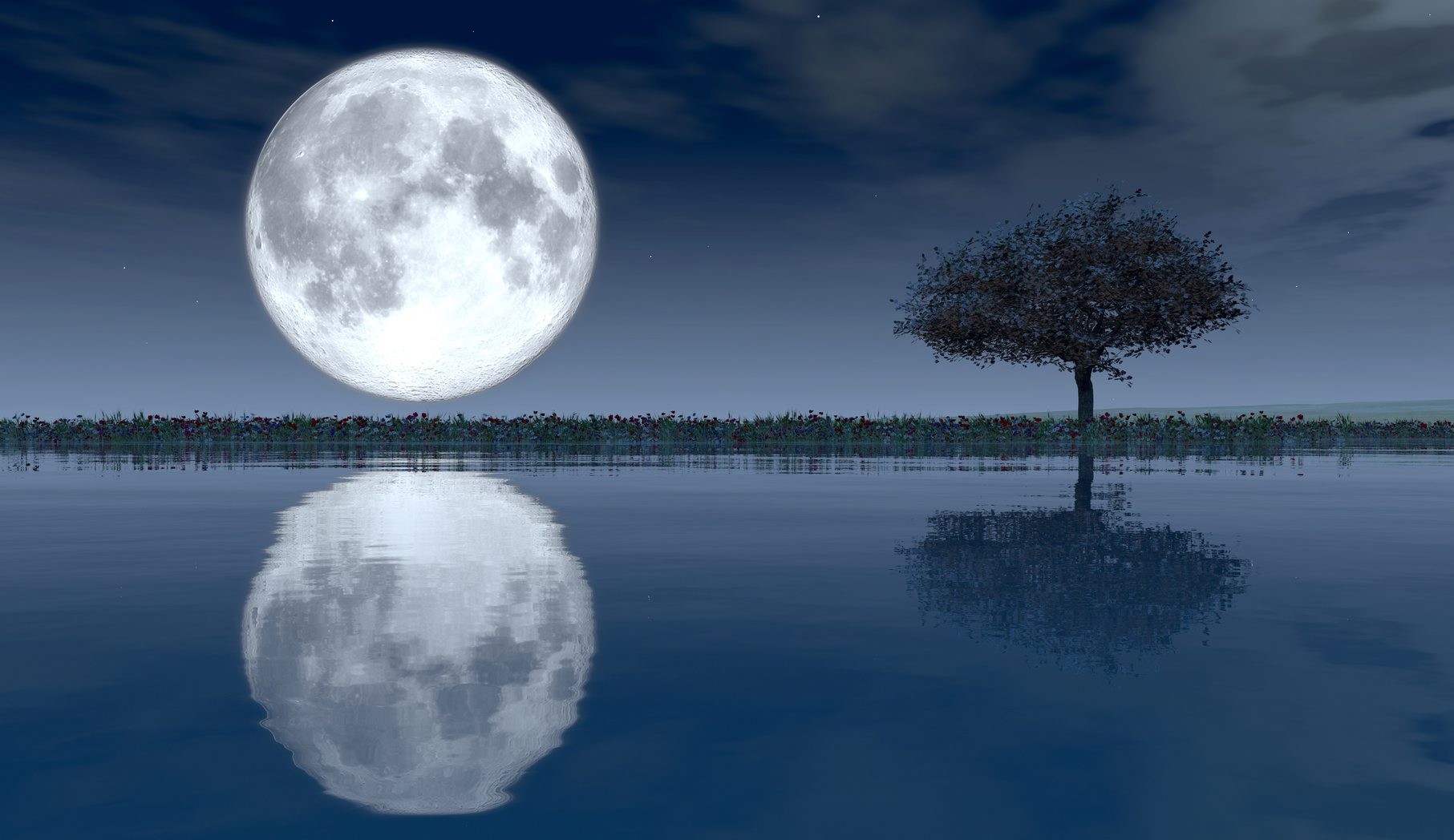 tree, night, moon and reflection moon