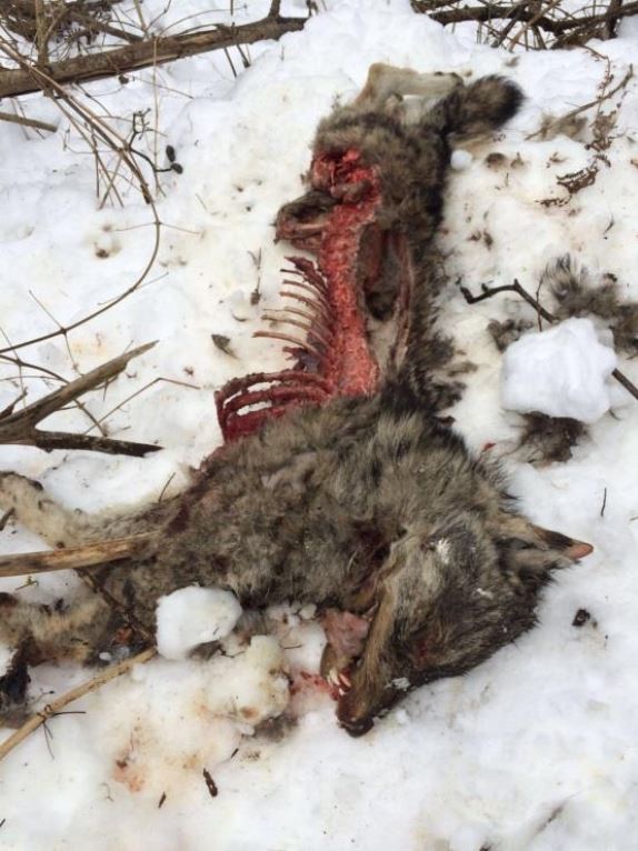 Le loup braconné avait été abattu par un fusil à grenailles et jeté d'un pont.