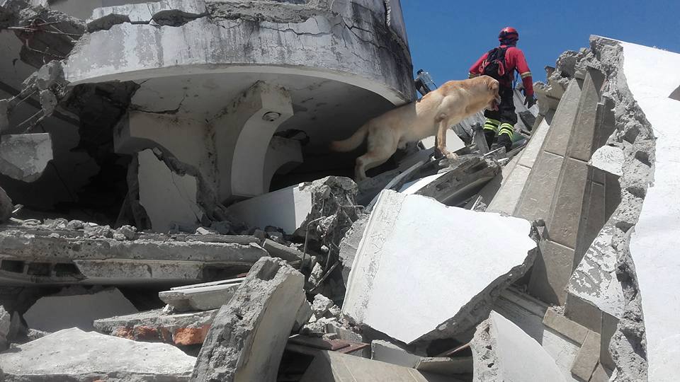 Dayko a aidé à fouiller les décombres après le séisme en Équateur.