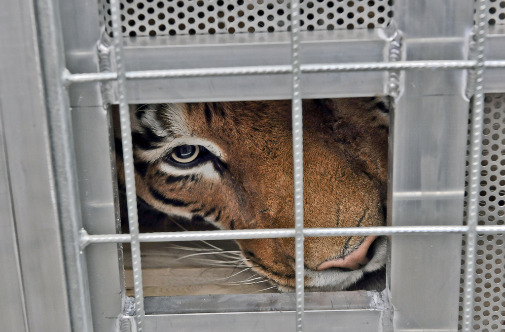 Le tigre a attaqué l'enfant qui lui tournait le dos.