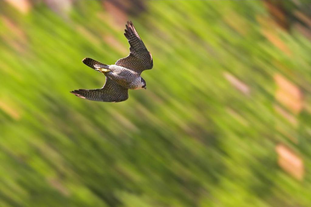 Le faucon pèlerin est une espèce protégée en Suisse.