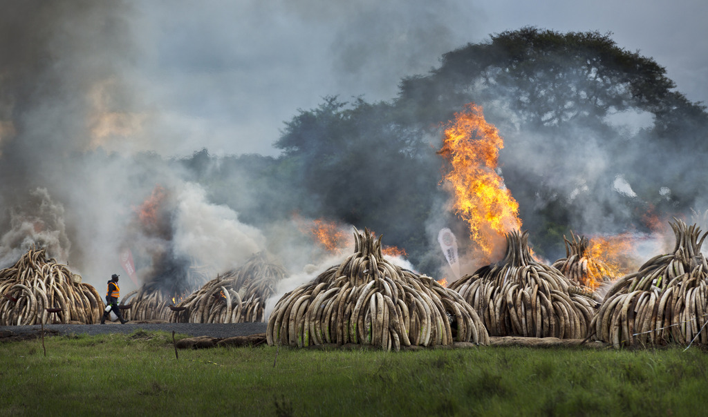 Les 16'000 défenses incinérées samedi représentent la quasi-totalité du stock d'ivoire kényan constitué depuis 1989.