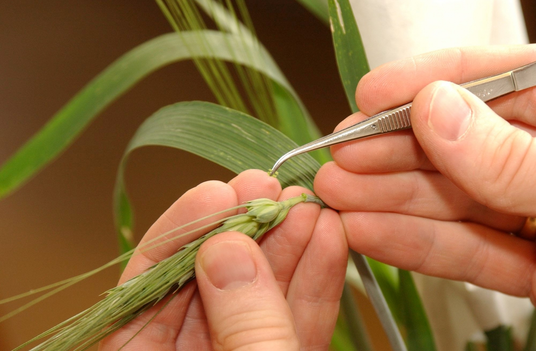 Station fédérale agronomique de Changins agronomie génétique blé agriculture