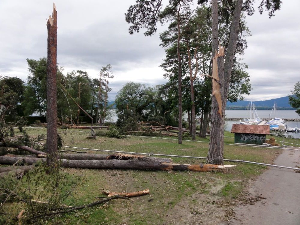 Les arbres de la plage de Crans-près-Céligny avaient payé un lourd tribut lors du passage de la tempête de juin 2013.