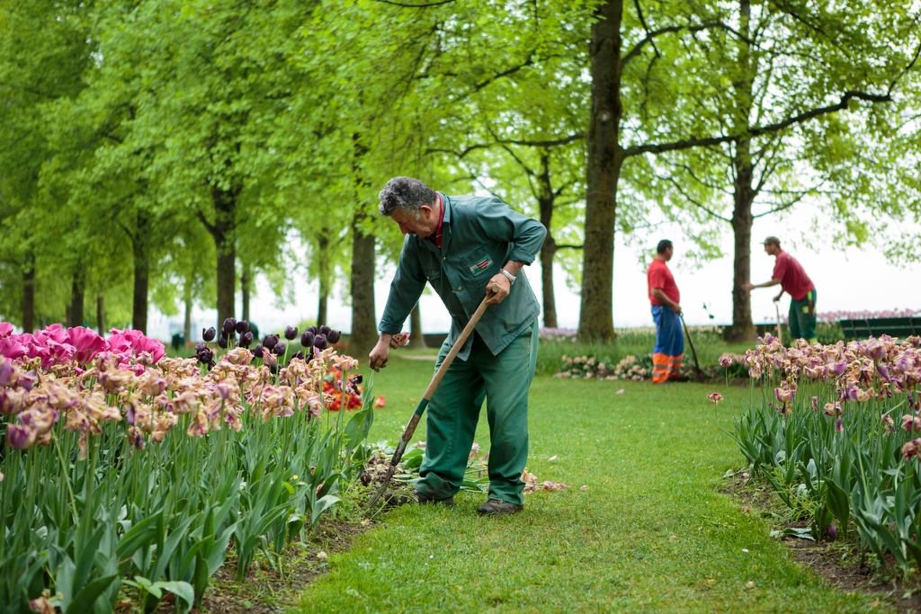 Les tulipes morgiennes restent visibles au parc de l'Indépendance, malgré tout.
