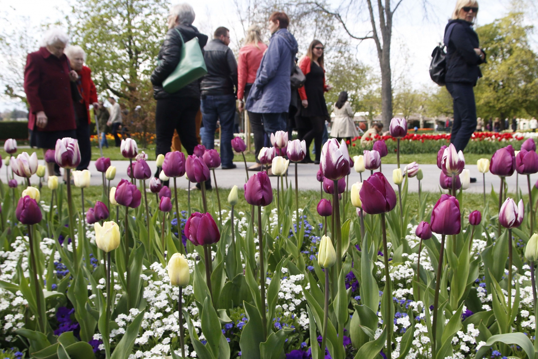 Les tulipes attirent, bon an mal an, 120 000 «fans» au parc. 