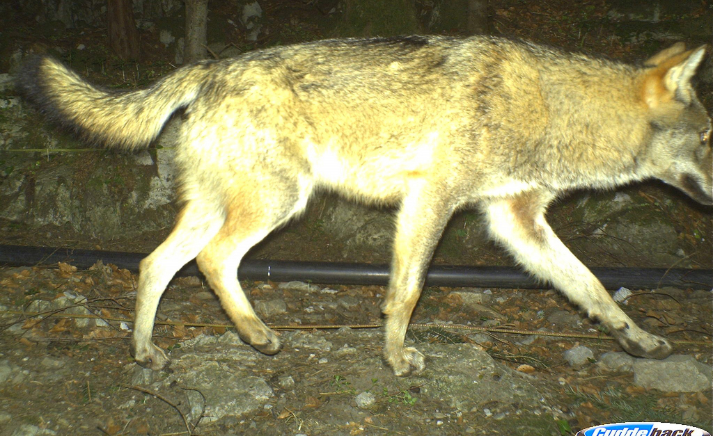 Un loup a été pris dans un piège photographique en avril près de Seelisberg. On ne sait pas s'il s'agit du même animal.