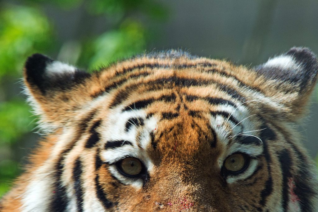 Les tigres ont profité de quelques heures de liberté avant d'être capturés (illustration).