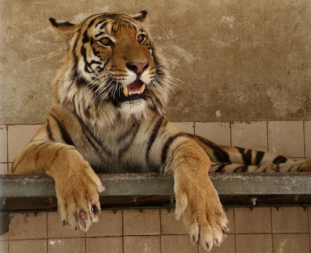 Les tigres se sont échappés samedi matin. La police et des vétérinaires sont à leur recherche (illustration).