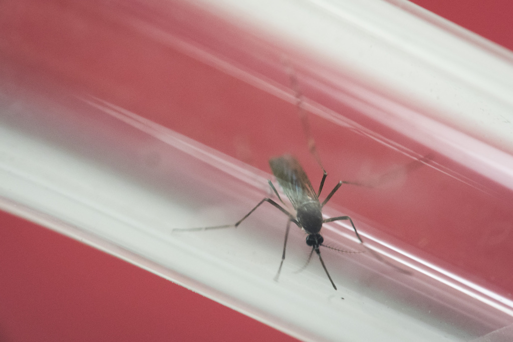 Voici un moustique de type Aedes aegypti. Il est accusé d'être le principal vecteur de transmission du virus Zika.