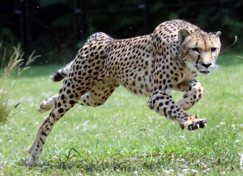 Le Cincinnati Zoo espère attirer l’attention du grand public sur les grands félins, et en particulier le guépard.