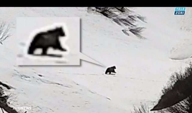 Les photos de l'ours ont été prises par une famille paysanne et diffusées par TeleZüri.