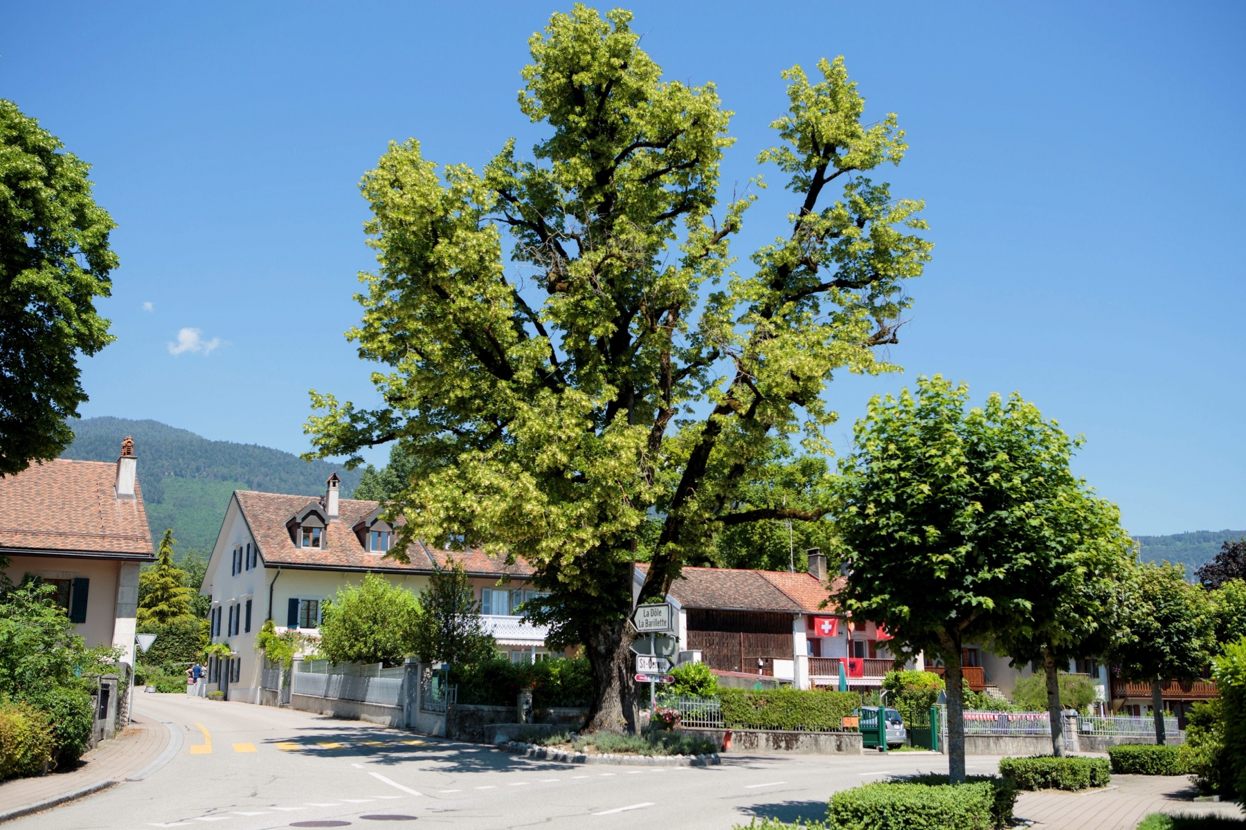 Gingins, jeudi 23 juin 2016

Tilleul au centre de Gingins qui sera prochainement abattu



Sigfredo Haro Arbre, Gingins