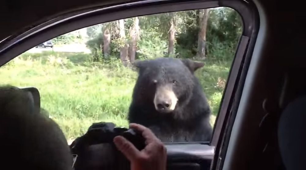 Alors que l'ours s'apprête à ouvrir la portière, le père ne pense qu'à prendre des photos.