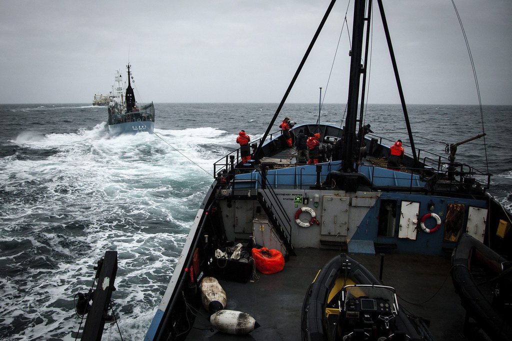 Cette année Sea Shepherd a décidé de porter son combat sur les terrains "judiciaire et politique, dans le commerce, l'industrie et les médias".