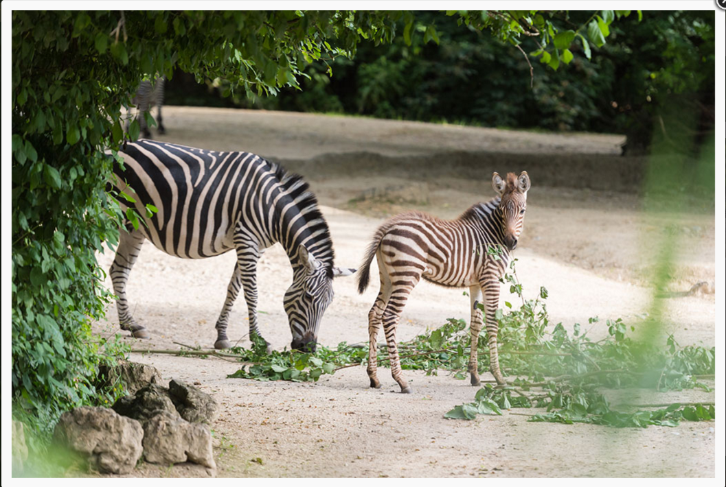 Le zébreau sera cédé à un autre zoo dans un an et demi.