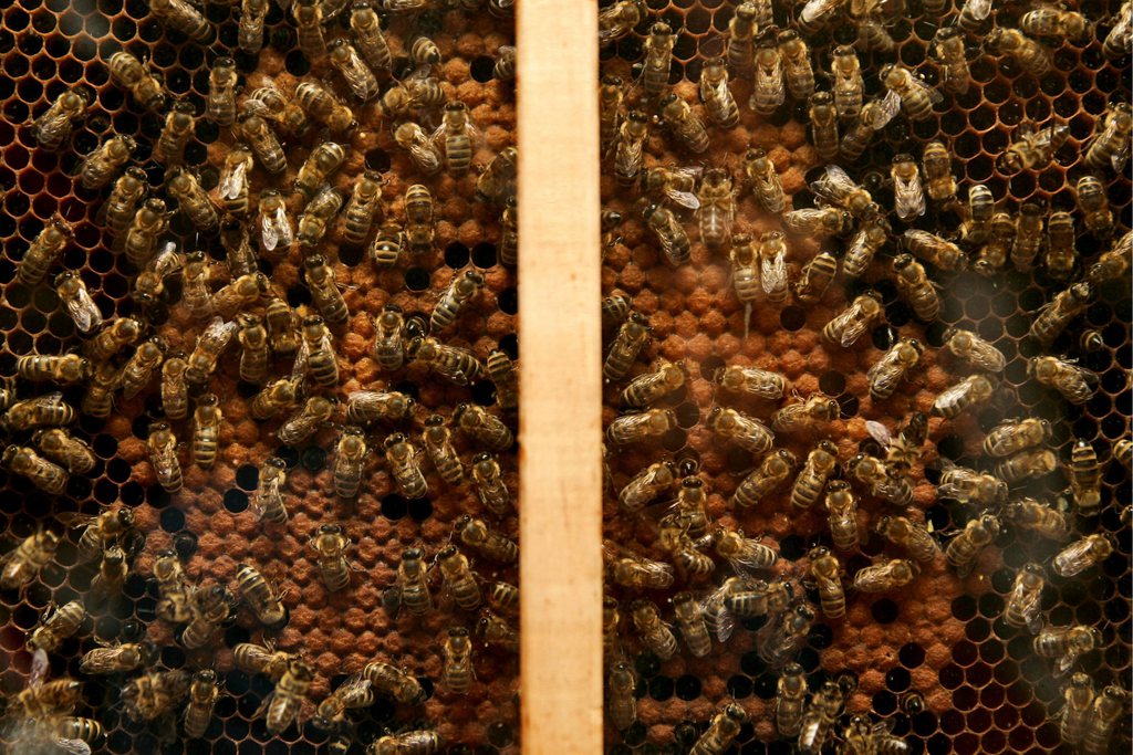 La quantité de miel sera plus faible cette année en Suisse.