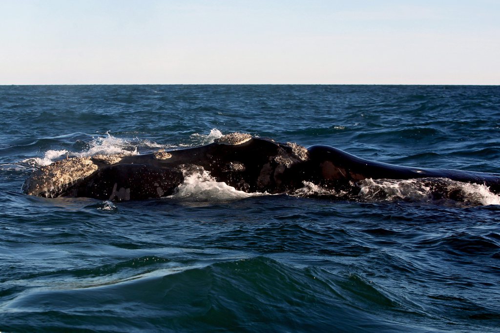 L'animal avait pu retourner à la mer grâce aux bénévoles et à la marée (illustration).