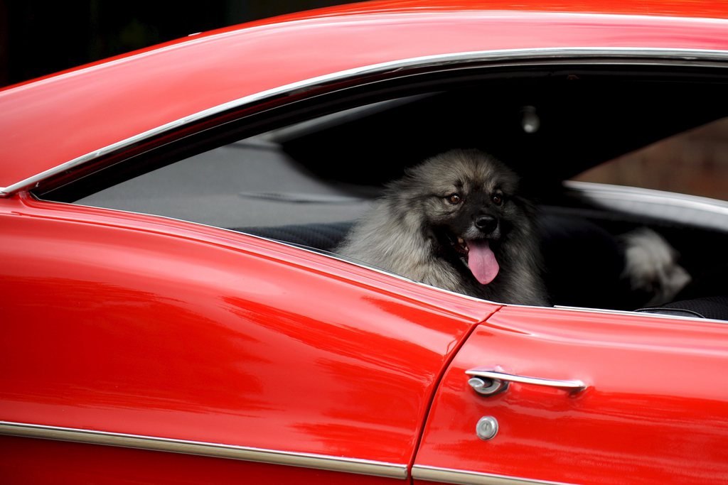 Les autorités appellent les automobilistes à ne pas laisser d'animaux seuls dans des autos durant l'été. (illustration)