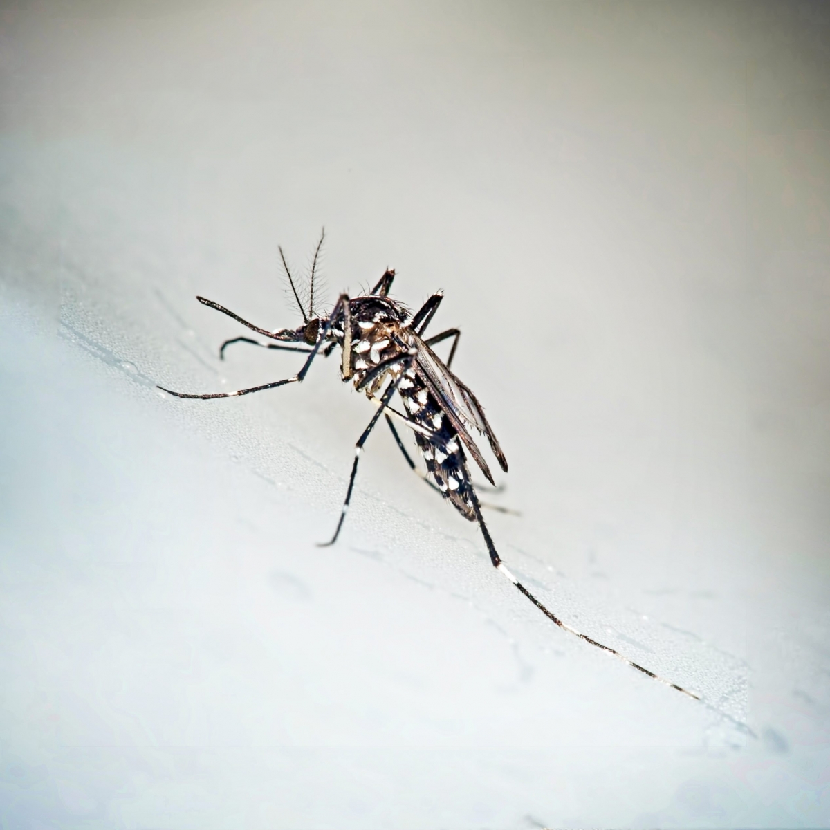 Tiger mosquito, Aedes albopictus. Vector for Zika virus etc. Tiger mosquito, Aedes albopictus. Vector for Zika virus etc.