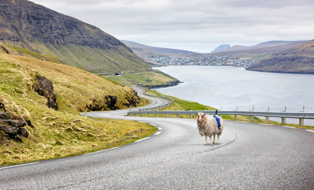 Aux îles Féroé ce sont les moutons qui se chargent de cartographier la région.