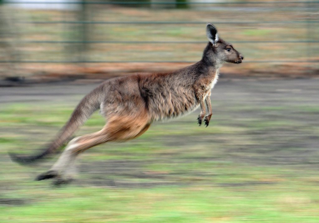 Le kangourou abattu était un animal de compagnie.