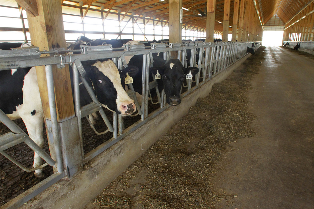 Les vaches suisses profiteront-elles aussi du 20ème Brunch du 1er août ? Réponse dans moins de deux semaines !