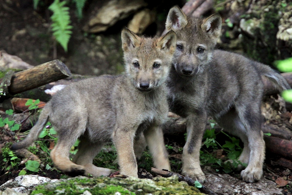 Les deux petits sont la quatrième portée de loups à s'épanouir depuis l'arrivée de l'animal à Juraparc en 2001.