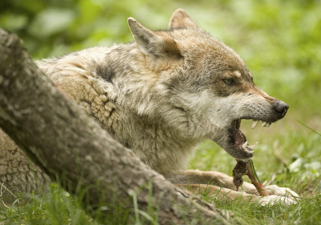 Un loup provenant du parc Alpha a Saint-Martin de Vesubie en France est arrive au zoo de la Garenne, ici la femelle dominante Mara ne le 28 avril 2006. ce lundi 14 juin 2010 a Le Vaud. (KEYSTONE/Christian Brun)