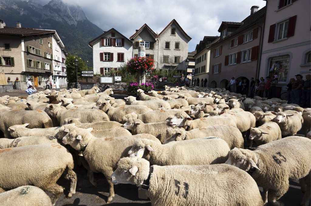 L'infection provient d'un troupeau de moutons.