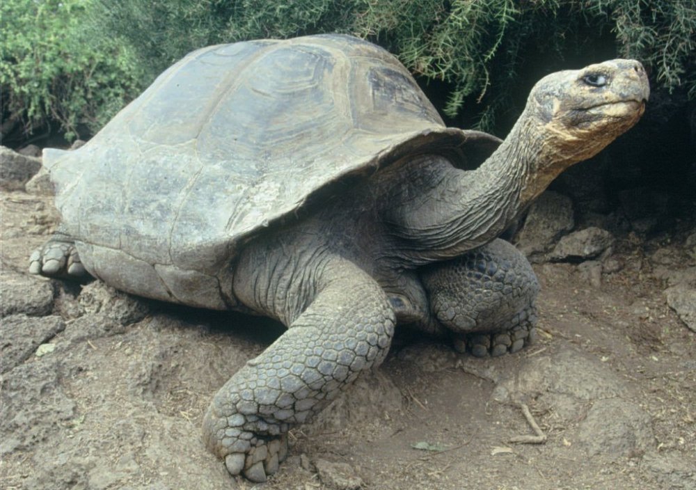 Bibi et Poldi sont des tortues géantes centenaires.