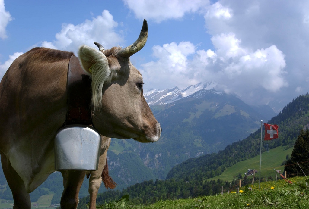 Destinée à l'abattoir, une vache a pris la clé des champs le 2 juillet dernier à Bonneville (Haute-Savoie). Elle reste introuvable à ce jour. Peut-être a-t-elle passé la frontière pour trouver refuge en Suisse?