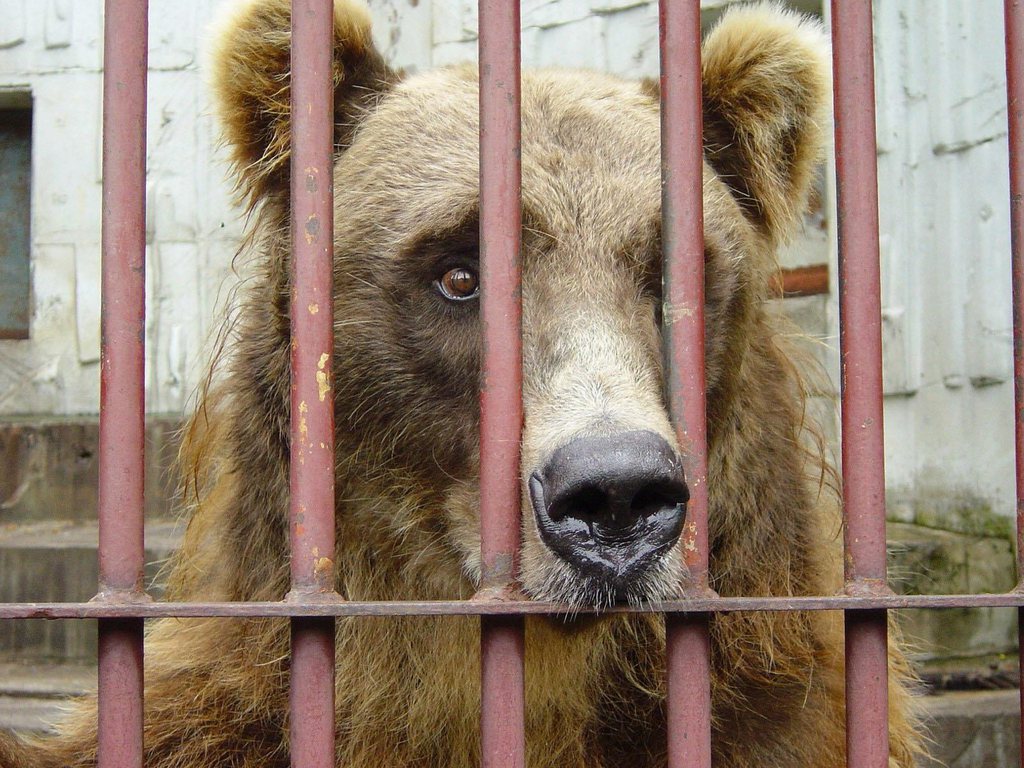 L'animal, un ours noir d'Asie de 5 ans et 160 kg, a porté des coups mortels à sa victime. (illustration)