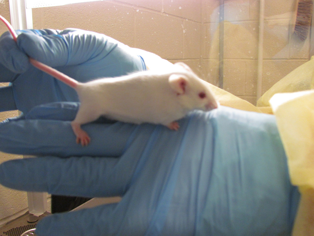 Les souris représentent près de 80% des animaux utilisés pour des tests.