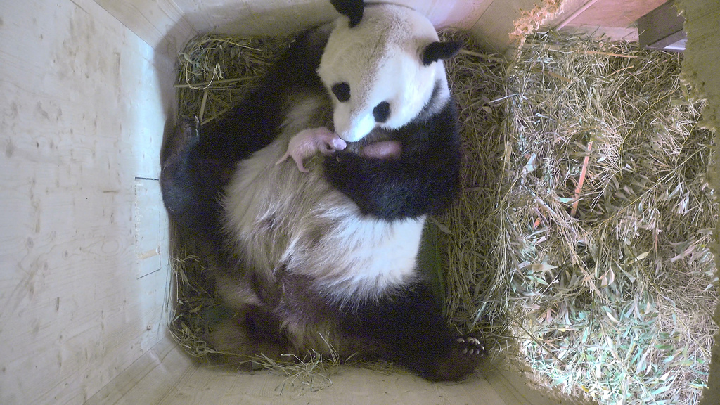 La naissance de pandas en captivité est toujours un événement rare.
