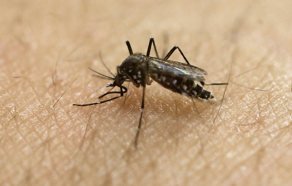 Le virus Zika est transmis par le moustique tigre.