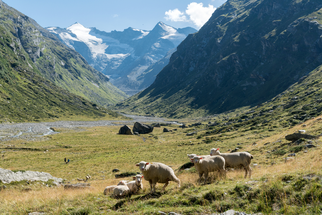 En attendant d'en savoir plus, les autorités appenzelloises appellent les propriétaires de moutons et de petits animaux de rente à la prudence. (illustration)