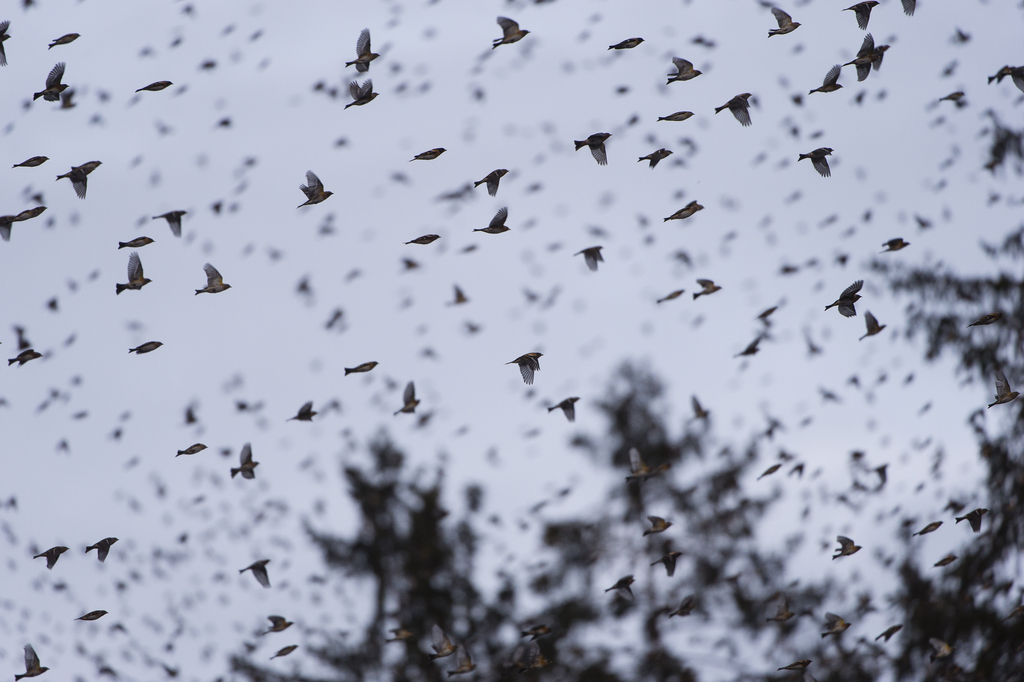 Des millions d'oiseaux migrateurs traversent la Suisse pour rejoindre leurs quartiers d'hiver.